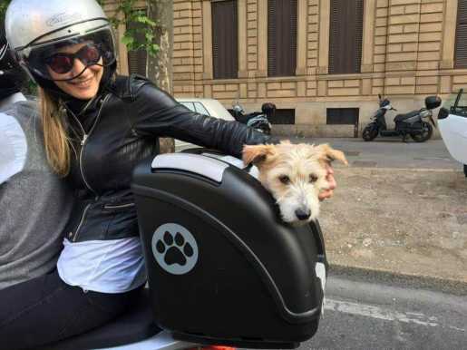 mochila homologada para perro moto